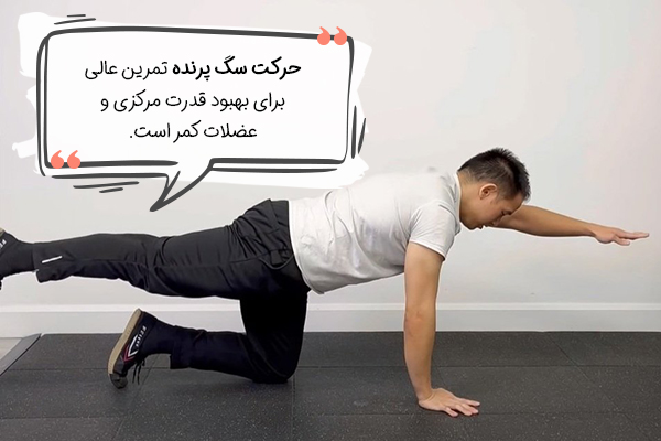 کشش سگ پرنده یوگا برای دیسک کمر