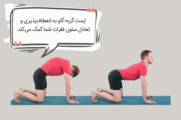 حرکت گربه گاو