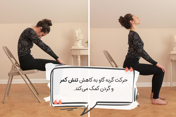 حرکت گربه گاو با صندلی