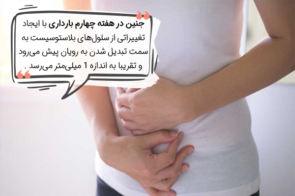 وضعیت جنین در هفته چهارم بارداری چگونه است؟