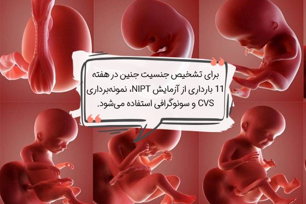 تشخیص جنسیت جنین در هفته یازدهم بارداری